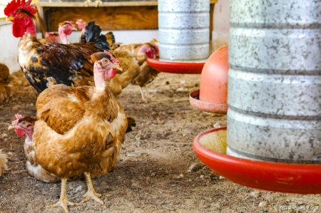 家禽养殖有国家补贴吗（2023年1月期 中国家禽养殖工程建设项目汇总（新备案））